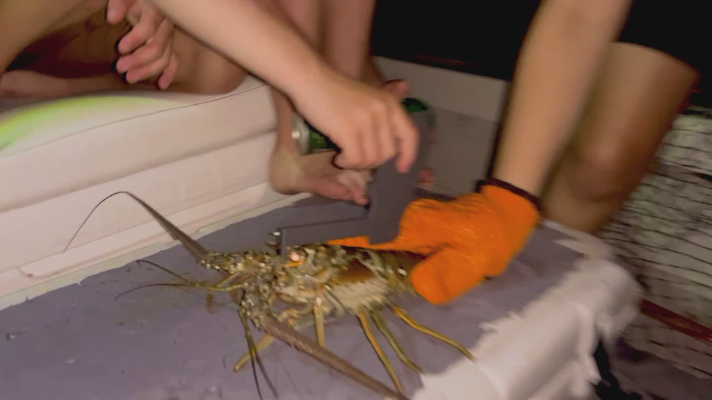 SoFlo Spiny Lobster Gauge
